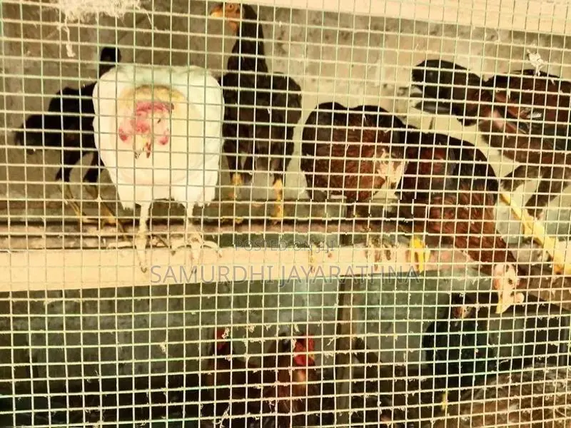 ගම් කිකිලියන්
