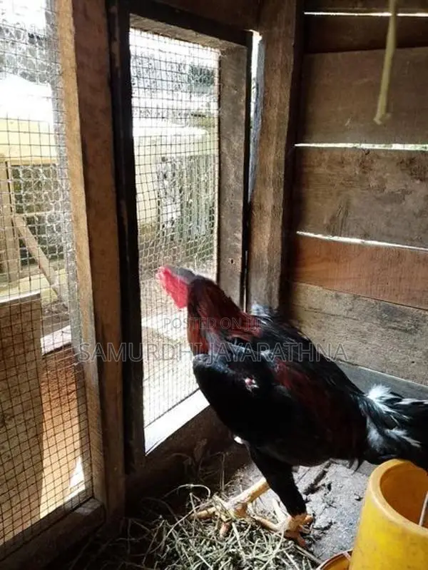 ගම් කිකිලියන්