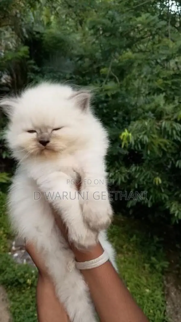 Himalayan Kittens