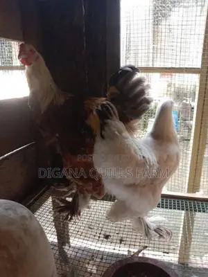 Chickens