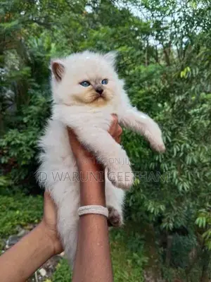 Himalayan Kittens
