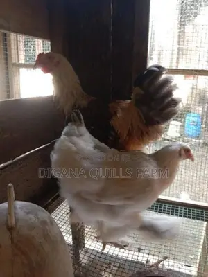 Chickens