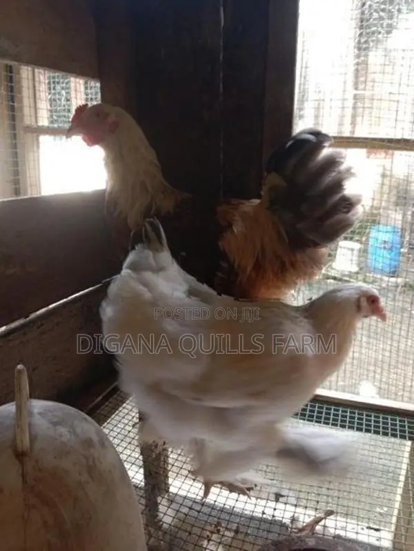 Chickens