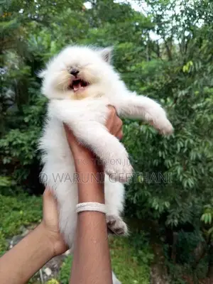 Himalayan Kittens