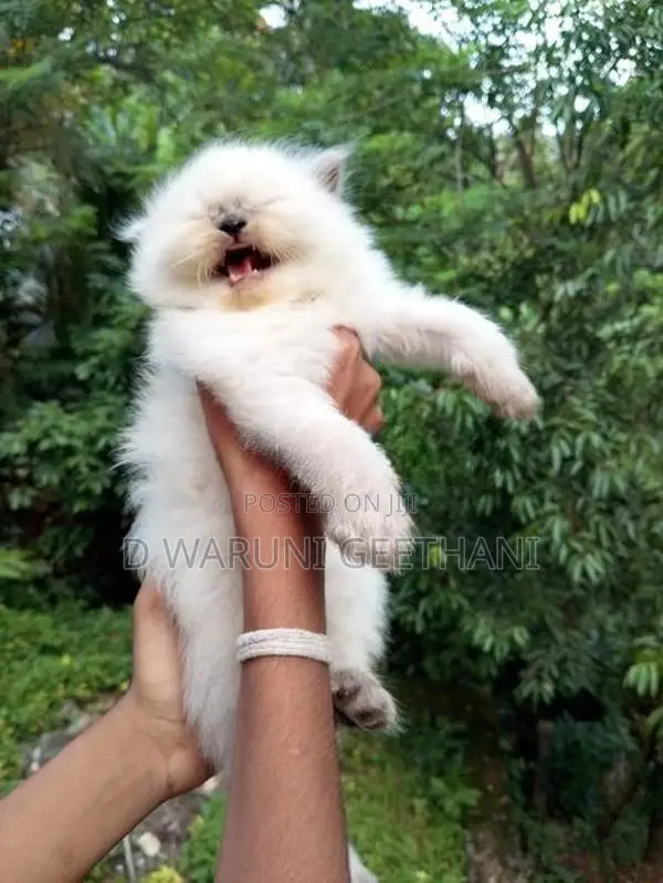 Himalayan Kittens