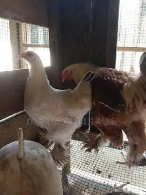 Chickens