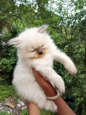 Himalayan Kittens