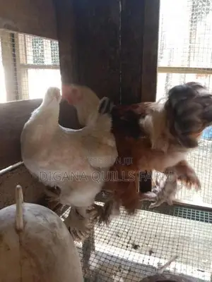 Chickens