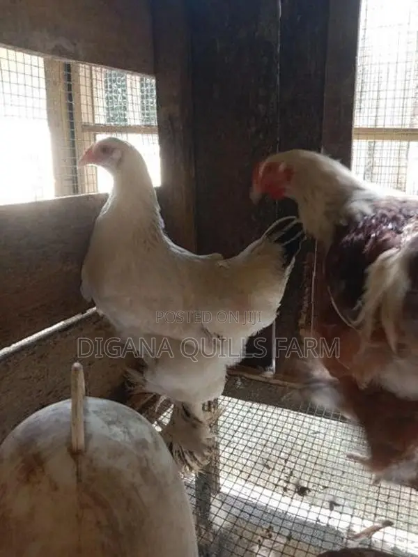 Chickens