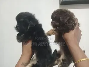 Shih Tzu Puppy