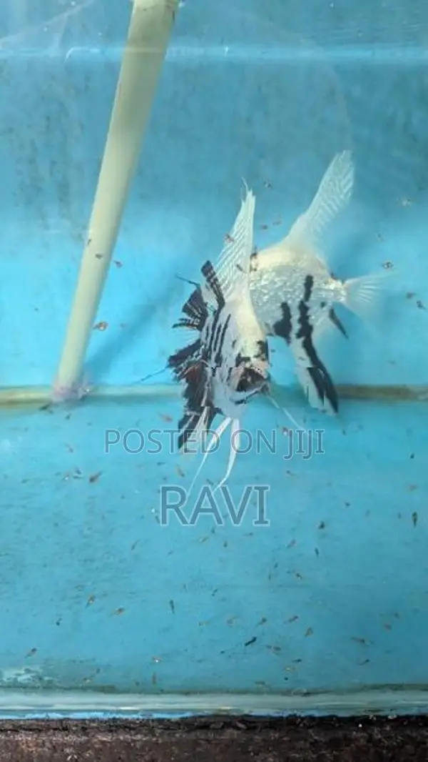 Rare Pearlscale Platinum Panda Angel