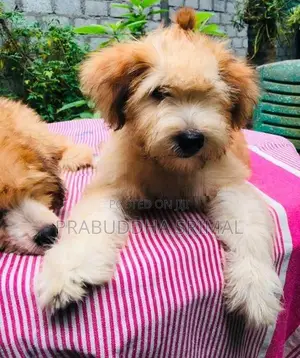 Tibetan Terrier Puppies