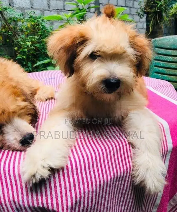 Tibetan Terrier Puppies