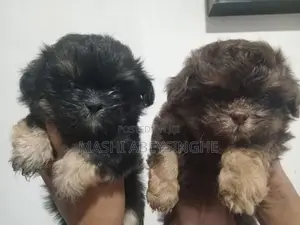 Shih Tzu Puppy