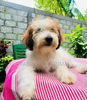 Tibetan Terrier Puppies
