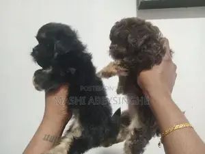 Shih Tzu Puppy