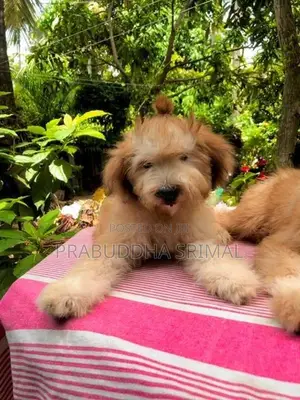 Tibetan Terrier Puppies