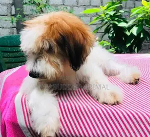Tibetan Terrier Puppies