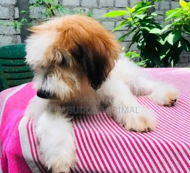 Tibetan Terrier Puppies