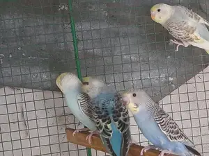 Lovebirds