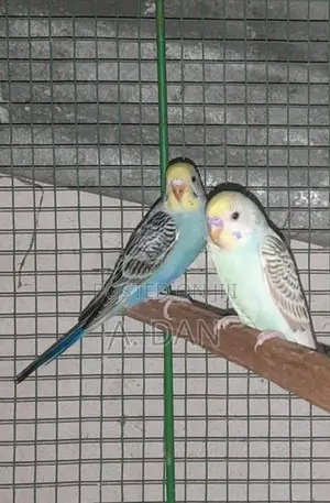 Lovebirds