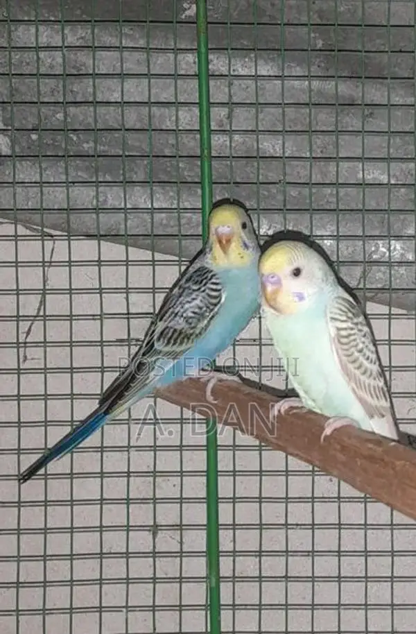 Lovebirds