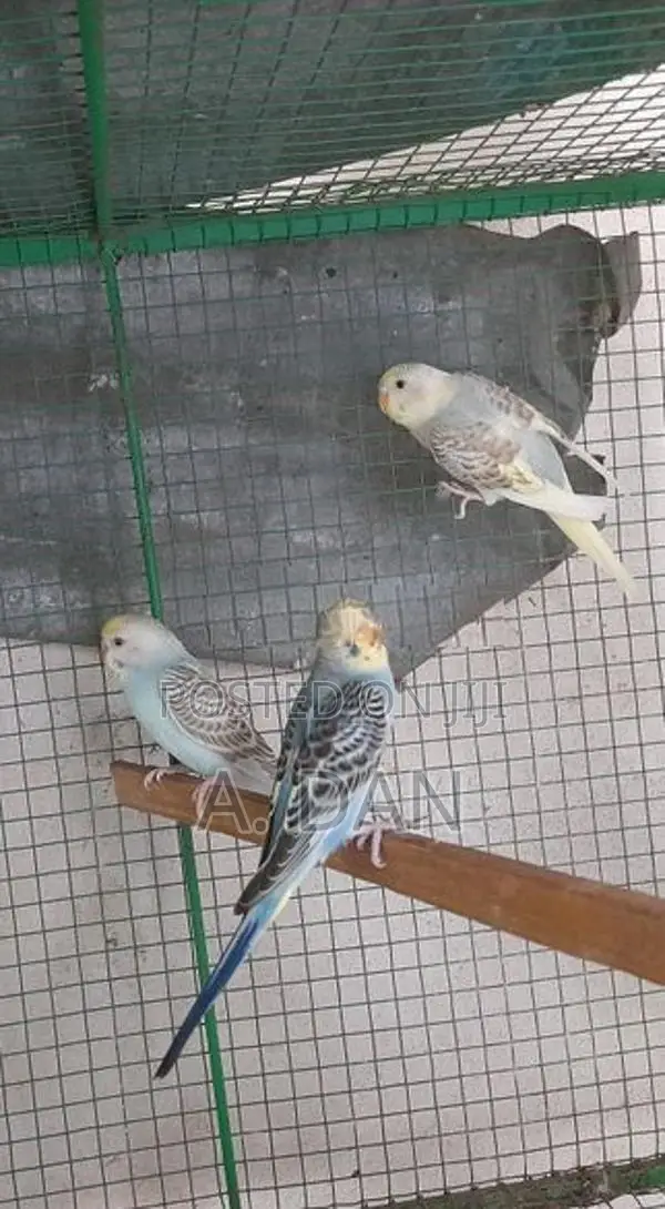 Lovebirds