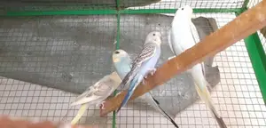 Lovebirds
