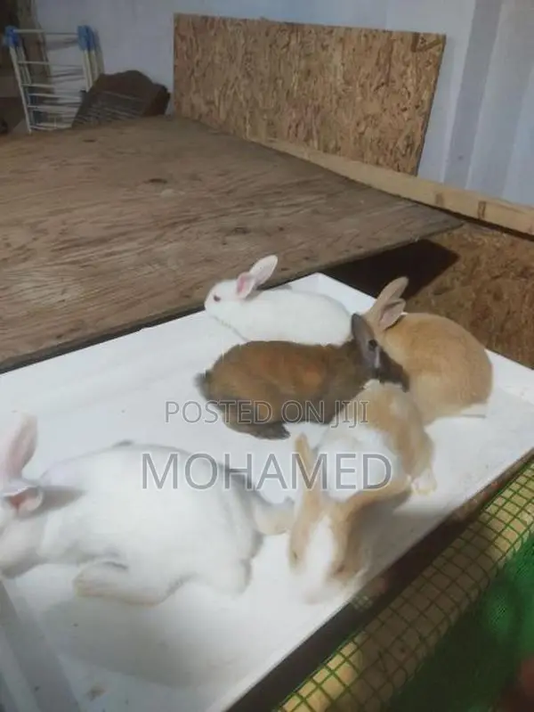 40 days old Rabbit bunny