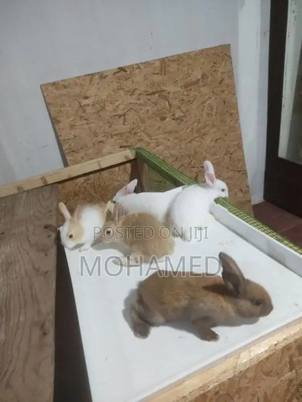 40 days old Rabbit bunny