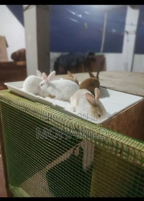 40 days old Rabbit bunny