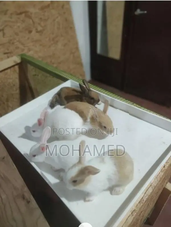 40 days old Rabbit bunny