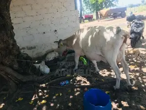 Farm Cow