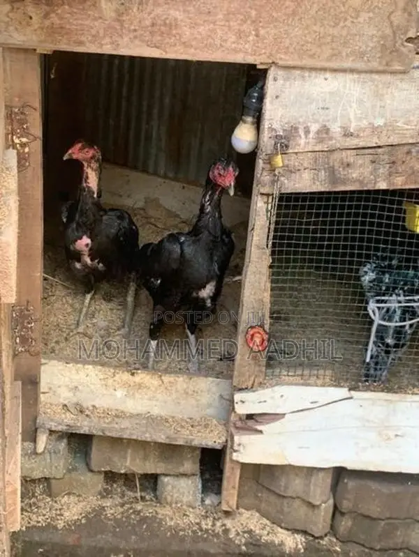 Shamo Rooster
