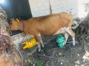 Farm Cow