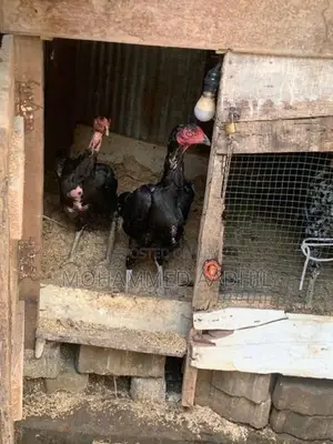 Shamo Rooster