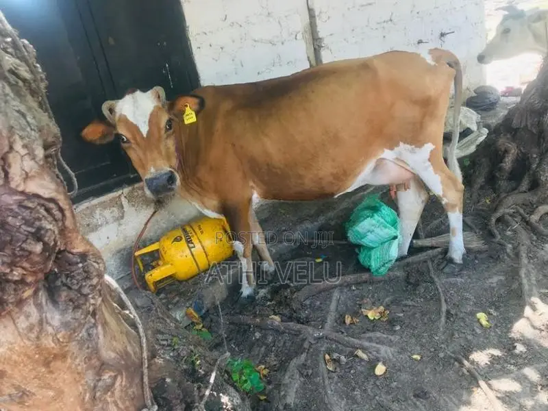 Farm Cow