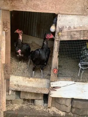 Shamo Rooster
