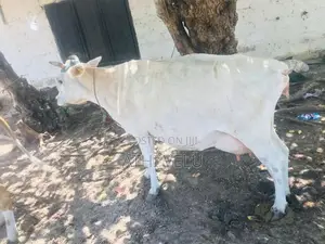 Farm Cow
