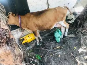 Farm Cow