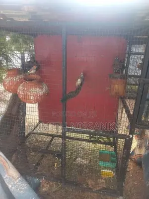 Jawa Birds