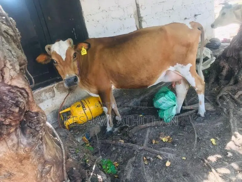 Milk Cow