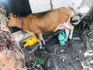 Milk Cow