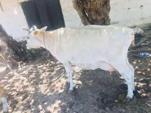 Milk Cow