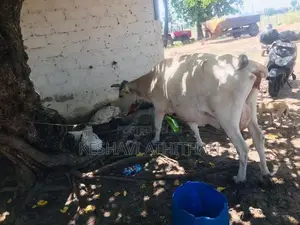 Milk Cow