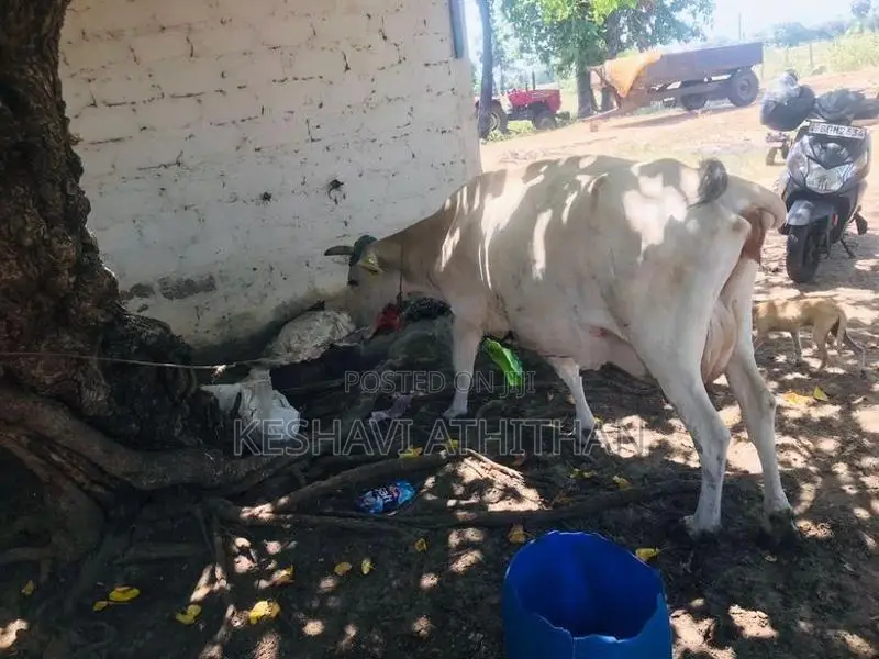Milk Cow