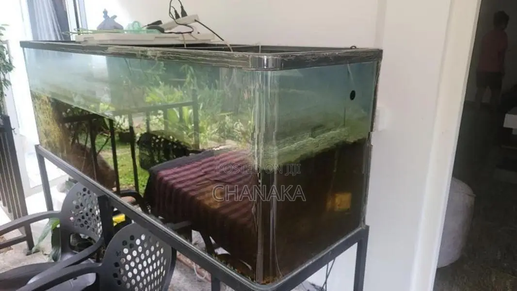 Fish Tank