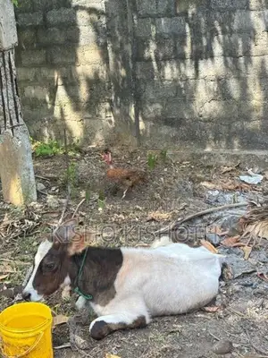 மாடும் கன்றும் விற்பனைகு