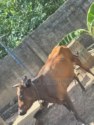 மாடும் கன்றும் விற்பனைகு