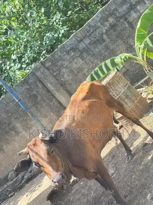 மாடும் கன்றும் விற்பனைகு